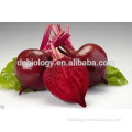 high quality beet root juice powder, beet root P.E,beet root extract